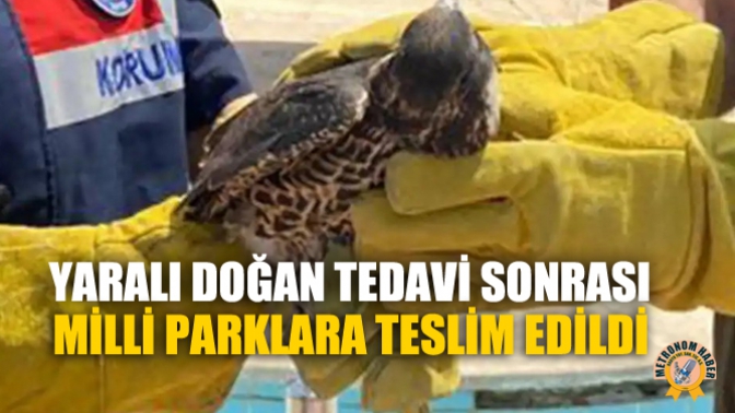 Yaralı Doğan Tedavi Sonrası Milli Parklara Teslim Edildi