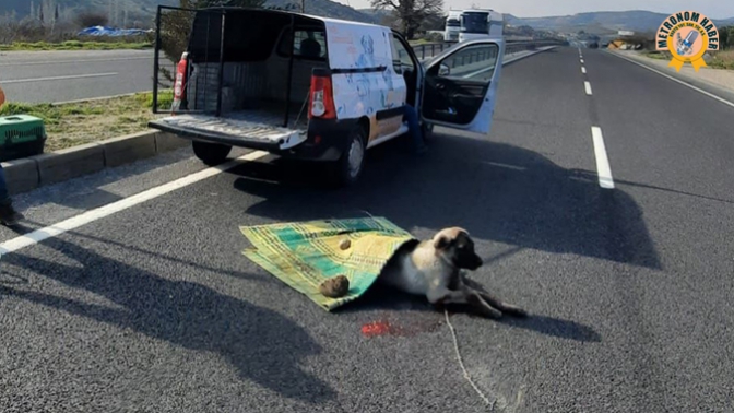 Yaralı Köpeğe Polis Ekibinden Yardım