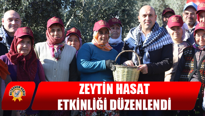 Zeytin Hasat Etkinliği Düzenlendi