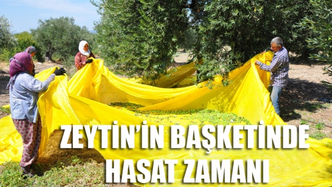 Zeytin’in Başketinde Hasat Zamanı