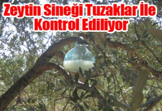 Zeytin Sineği Tuzaklar İle Kontrol Ediliyor‏