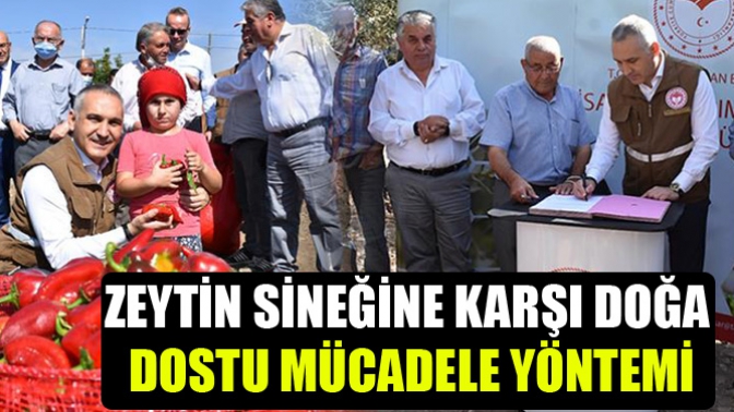 ZEYTİN SİNEĞİNE KARŞI DOĞA DOSTU MÜCADELE YÖNTEMİ