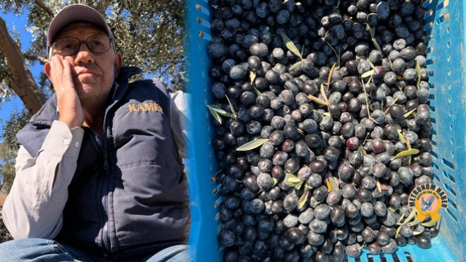 Zeytin Üreticileri Dertli