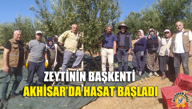 Zeytinin başkenti Akhisar’da hasat başladı